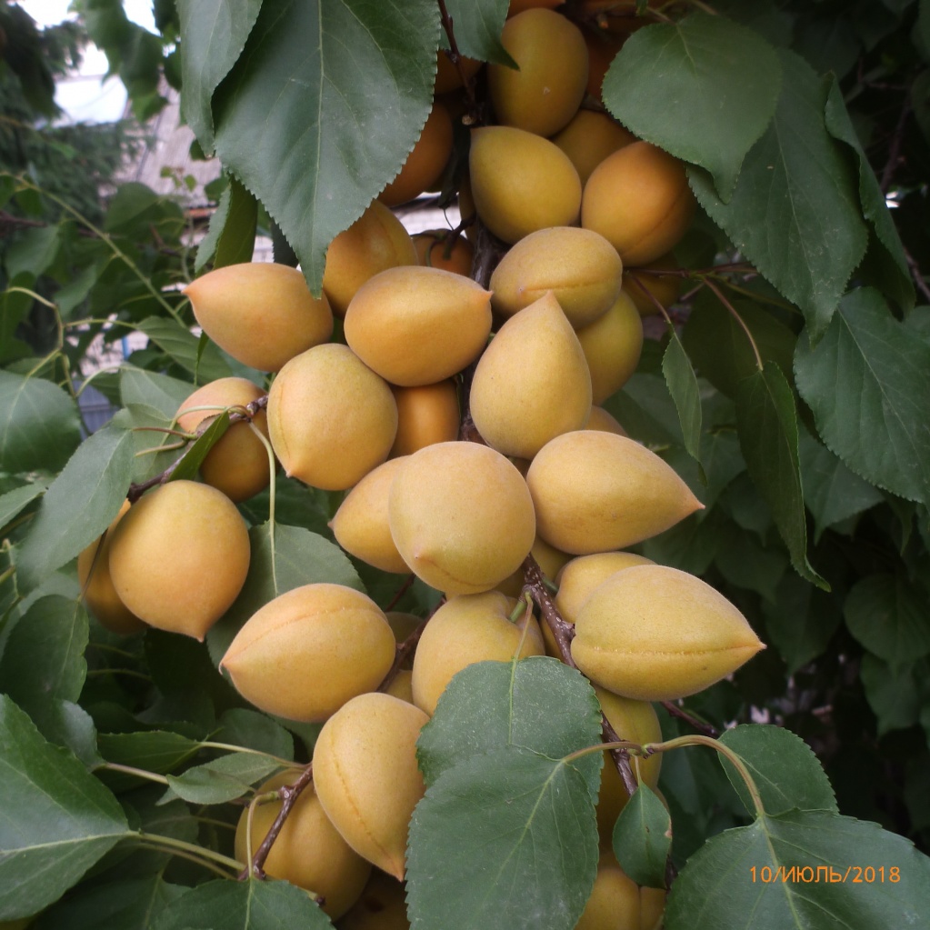 Абрикос Манитоба. Самые зрелые плоды начали падать с макушки дерева с конца июня. Основное созревание - в первой половине июля